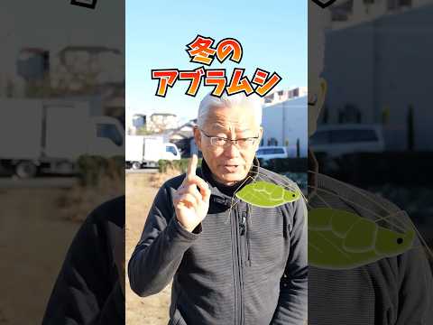 桃の木をアブラムシに対して自然に処理するにはどうすればよいですか?私の祖父母が果樹に使っている5つの治療法  庭園