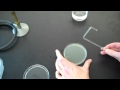 How to plate bacteria