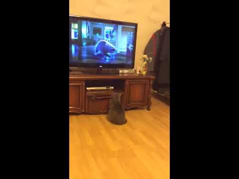 Кошка Муся смотрит фильм про пьяного кота