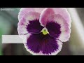 Violas  Plant Care & Growing Guide