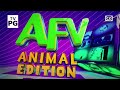 AFV Animal Edition On Disney XD