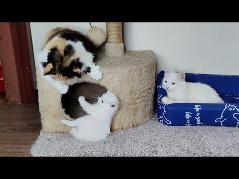 A mother cat watches as kitten Dino plays with cat Safia.