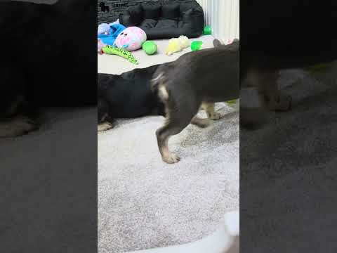 Video 3