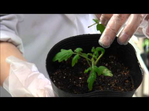 植物分子コミュニケーション研究拠点の紹介その２（宇都宮大学）