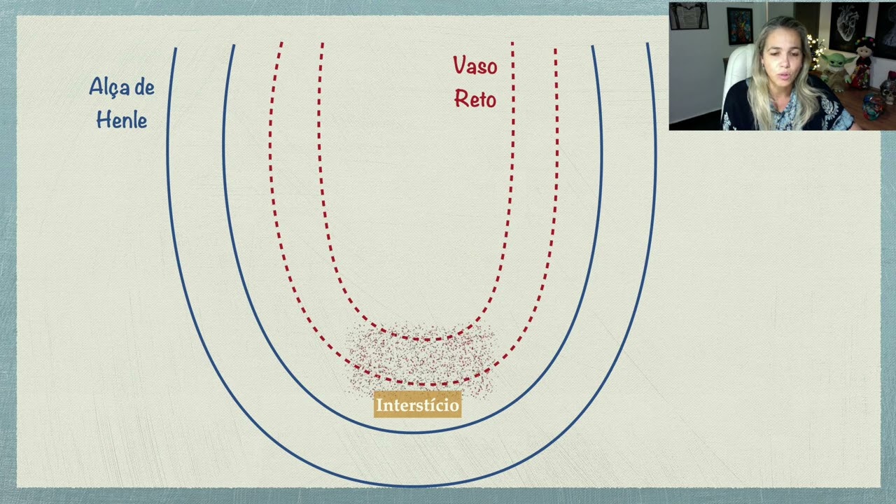 Néfron: Mecanismo Contracorrente