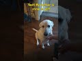 Happy Mornings with Kaia's Wagging Tail