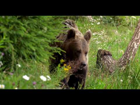 Masivul Ceahlău, un sanctuar al animalelor- mamiferele protejate din Parcul Național Ceahlău
