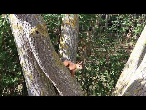 Cel mai periculos animal din lume si frumos