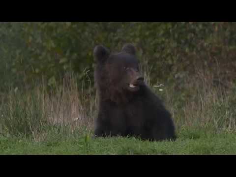 Wölfe und Bären in den polnischen Waldkarpaten – NATURBLICK-Ansitz-Fotoexkursion