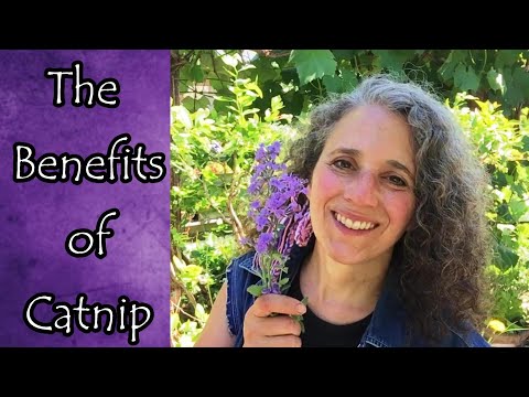 Benefits of Catmint and Catnip