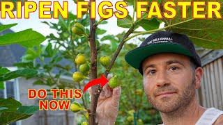 This Is Your LAST CHANCE: Do This NOW To Your Figs For BIG Harvests!