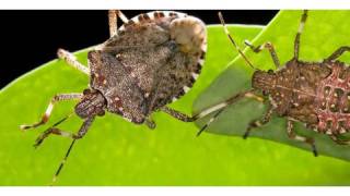 How to Get Rid of Stink Bugs | Pest Control