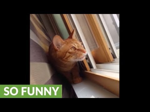 Cat has crazy reaction to chirping birds outside