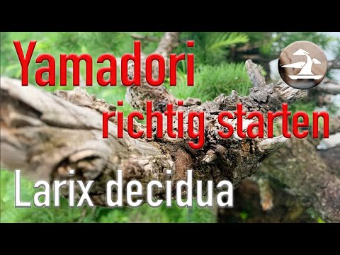 Yamadori Lärche