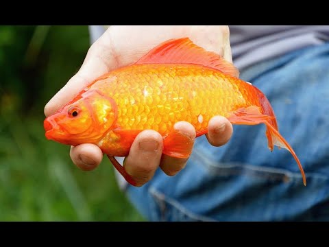 Fischpotpourri am See - Friedfischangeln mit Weltmeister Johannes Böhm