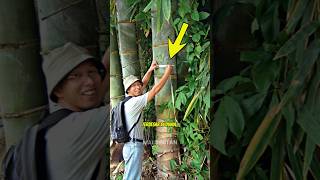 Download lagu CAN YOU BELIEVE THERE IS BAMBOO THIS BIG 😱 mp3