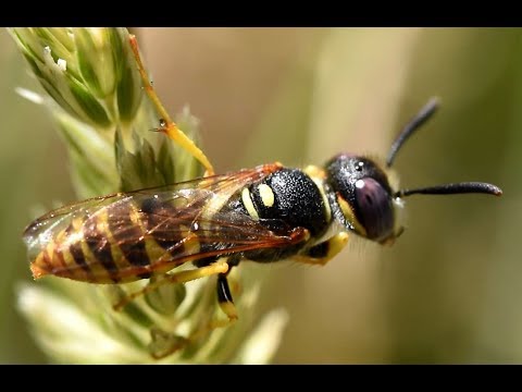 Bijenwolf Philanthus triangulum, mannetje
