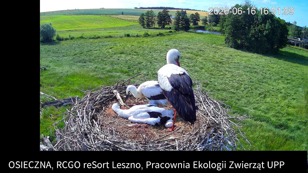 Live webcam view of Osieczna White Stork Nest Cam