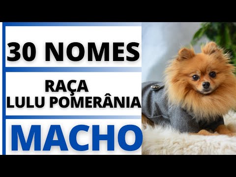 NOMES PARA CACHORRO MACHO DA RAÇA LULU POMERÂNIA  -SPITZ ALEMÃO