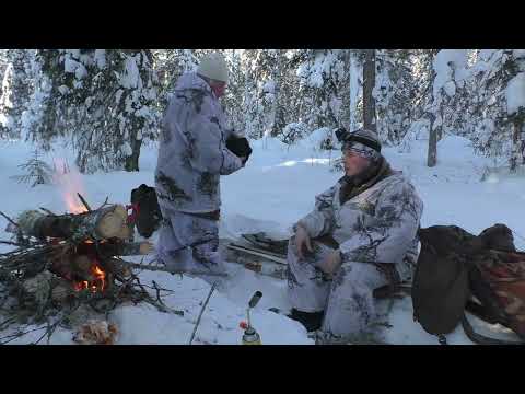 Exploring the Taiga Forest: A Journey to Find Grouse in Snow-Covered Wilderness | Komi Republic