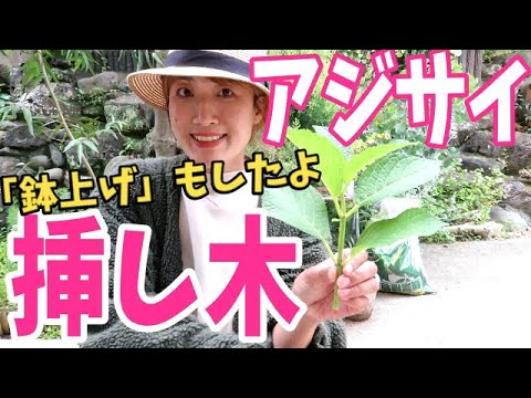 スイカズラの挿し木はいつ、どのように行うのですか?この植物をうまく繁殖させるためのチュートリアルとビデオは次のとおりです。  庭園