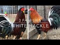 3 FAMILIAS DE WHITE HACKLE-BUTCHER,CLARET,GULL