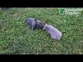 Frenchton dogs for sale: Twinkleberry - Video 1
