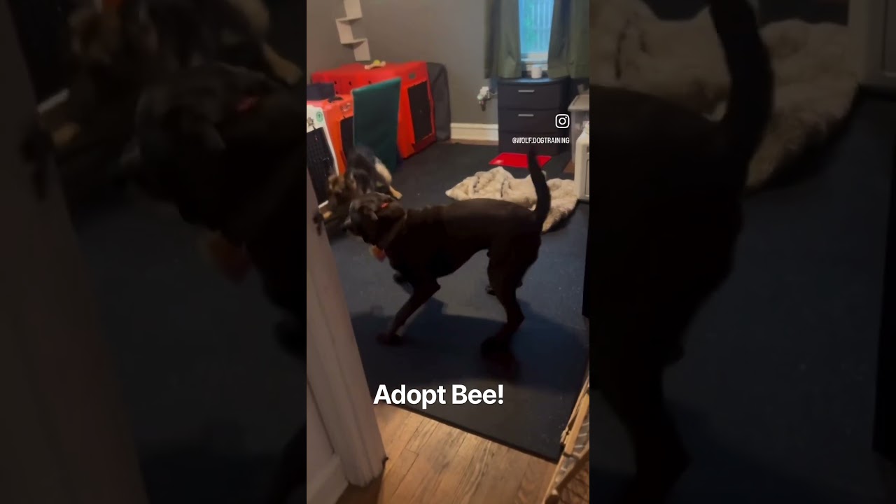 Enlarge BEE, a Adopted German Shepherd Dog in Media, PA video 3/3