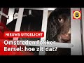 Hoe zit het met de HONDENFOKKER uit Eersel? | Nieuws Uitgelicht