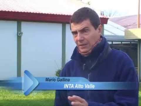 DESAFÍO EMPRESARIO. La producción vitícola - La merma, a nivel nacional, rondará el 19 %