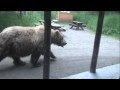 Must See!!!! Huge Brown Bear walking past Brooks Lodge Ranger Station. HD