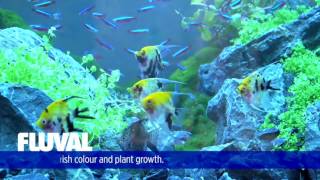Download lagu Fluval Roma LED Aquariums mp3 Download lagu Fluval Roma LED Aquariums mp3