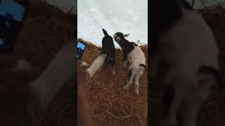 preview picture of video 'Baby Goats'