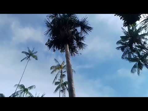 Banho de Santo Antônio do Içá🏊🏽‍♂️