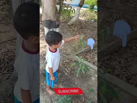 লায়ন তেজপাতা গাছ দেখছে #shortvideos #viral #trending #highlights #everyone