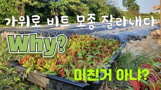 레드비트 모종 / 모종관리 / TR율 / 모종 파종후 말라죽는 이유 / 증산작용 / 뿌리와 잎의 관계 /
