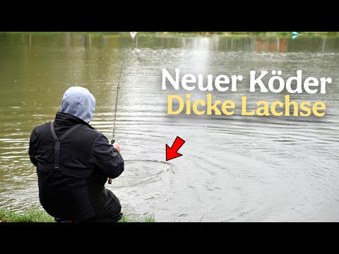 Jeder sollte am Forellenteich die zweite Rute nutzen. Dicke Lachsforellen im Angelpark Steinfeld