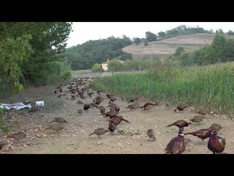 My first year as a gamekeepers underkeeper