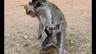 So Pity Sweetie and Jessie,Sasha catch Sweetie but hit Jessie/She not care her baby