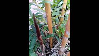 Download lagu Dari rebung hingga jadi bambu kuning mp3