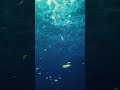 3D Render Underwater #shorts #walkthrough
