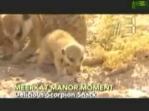 Meerkat Manor - Top 10 Moments Season 1 and Season 2