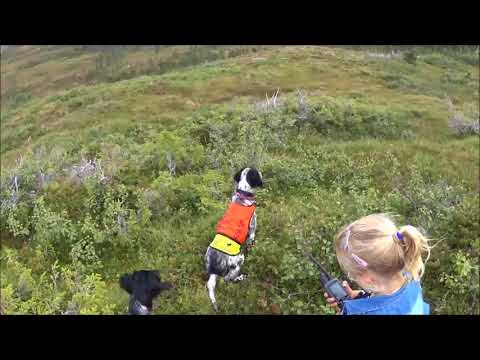 Erle på taksering 2016