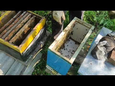 Пчеловодство.Рабочие  будни пчеловода. Расширяю июльские отводки! #Пчеловодство #пчёлы #отводки