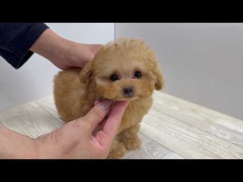 YouTube動画のサムネイル