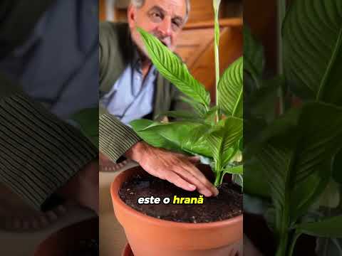 Udarea florilor cu apă din bucătărie: regula care face diferența la ghiveci