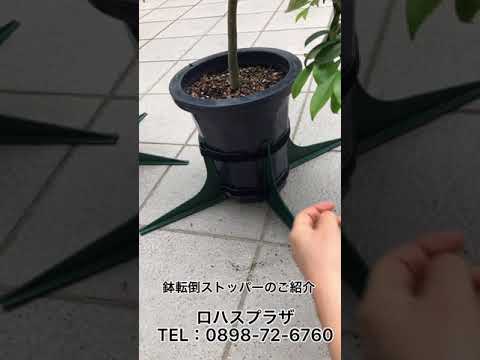 鉢植えの風よけ 庭の練習