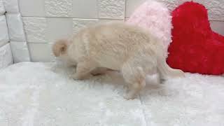 チワワ（ロング）の動画01