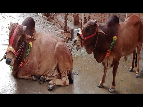 Armeen Anaya's Eid Animal / Eid animal_ cow 🐄