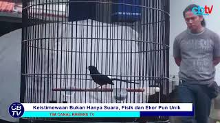 Download lagu Inilah Kitaro, Murai Batu Yang Bikin Jokowi Kesengsem mp3